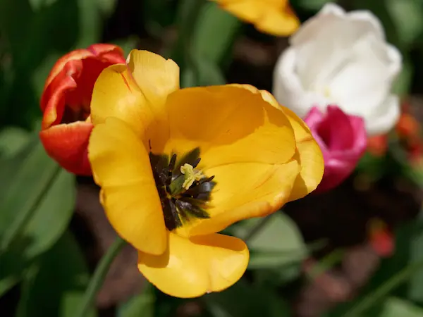 Tulip Top Gardens (35)